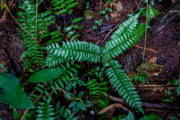 Ferns and other plants of the forest. Natural fern leaf decor closeup photo. Tropical greenery top view. Fern leaf pattern. Green foliage with green fern leaf.