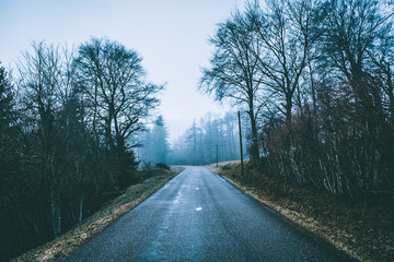 Obraz premium forest road