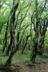 subtropical forest in georgia