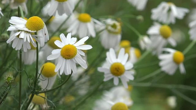 chamomile in the nature