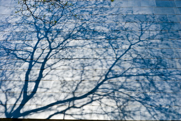 Shadow of tree reflecting off shingles