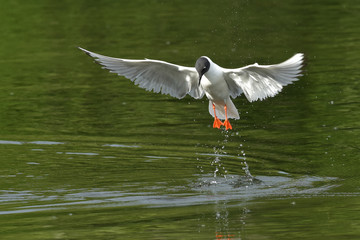 A Bonaparte's Gull (Chroicocephalus philadelphia) chasing food in Wasilla Lake, Alaska.
