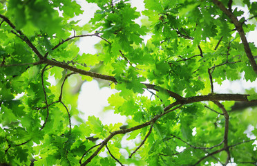 Fototapeta premium Oak leaves background in summer with beautiful sunlight. Green foliage