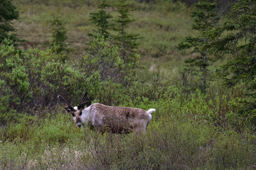 Alaska Caribou (Rangifer tarandus)