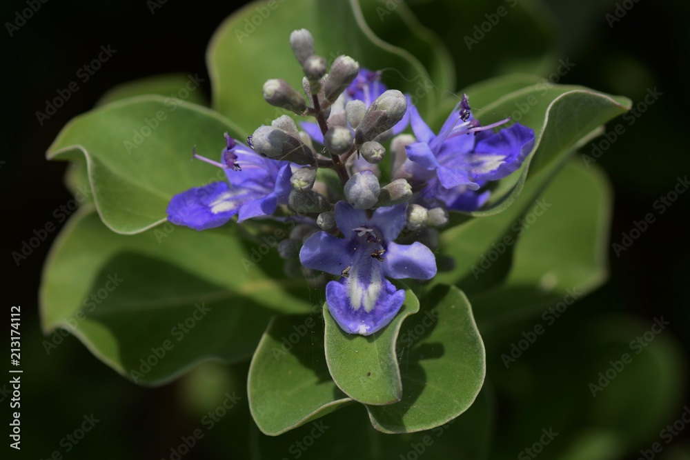 Poster Beach vitex flowers