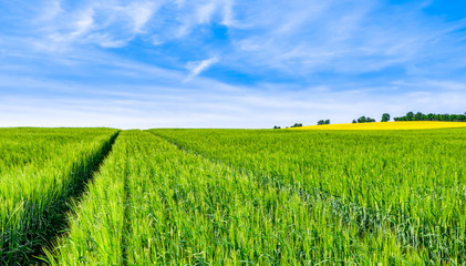 Spring green farm, sky and field, landscape © alicja neumiler
