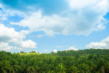 Fototapeta na wymiar Arial view of green the palm oil plantation in Malaysia against blue sky with clouds