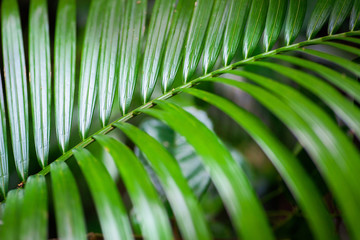 Green fresh leaves of coconut palm tree in the jungle. closeup shot.