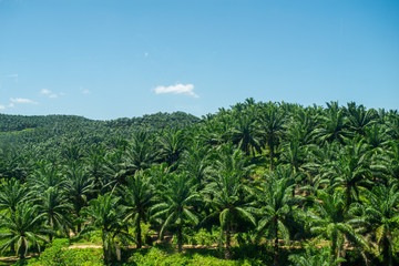 Fototapeta na wymiar Arial view of green the palm oil plantation in Malaysia against blue sky with clouds
