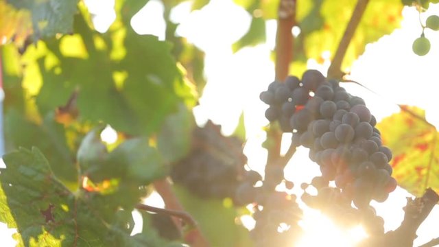 Red wine grapes on the vine with sun flare.