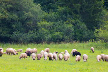 Obraz premium sheep for pasture in the summer, Slovakia