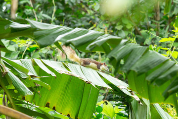 Squirrel animal playing on tree in public park.
