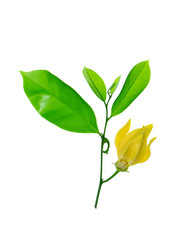 fragrant flowers of climbing ylang-ylang