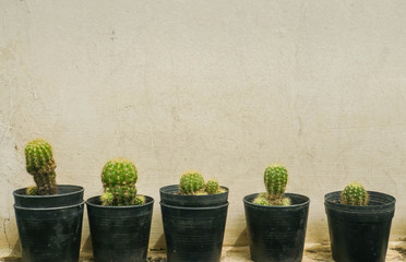 green cactus in plastic pot in varying height at home garden