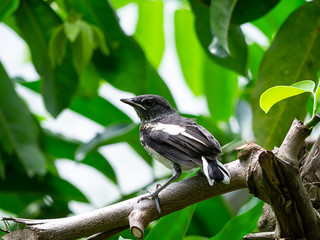 Black and white bird on branch.