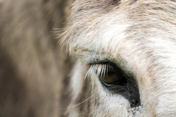 Donkey eye