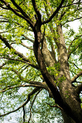 Fototapeta premium Oak tree