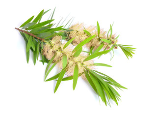 Obraz premium Gałązka drzewa herbacianego Melaleuca z kwiatami. Pojedynczo na białym tle