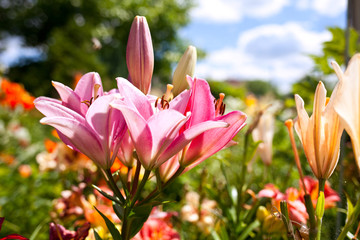 lilies in a colorful garden