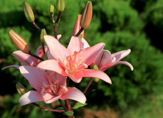 Flowering lily in the garden in the summer. Natural blurred background.
