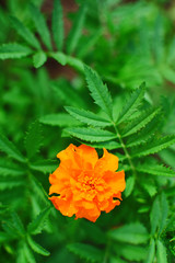 Orange marigold flower (Tagetes) with waterdrops after rain on bright green blurry leaves closeup top view image.