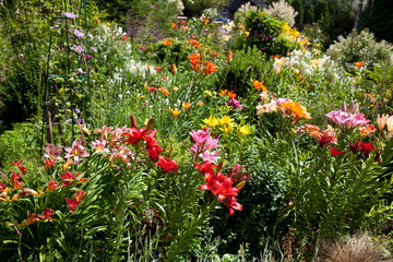 lilies in a colorful garden
