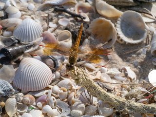 Close up of dragonfly on the beach.