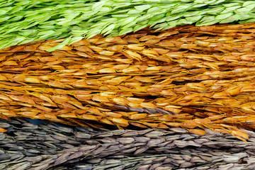 Colorful of dried ear of rice wallpaper
