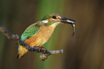 Common Kingfisher - Alcedo atthis, beautiful small blue bird from rivers and lakes. Sitting on the branch near the water.