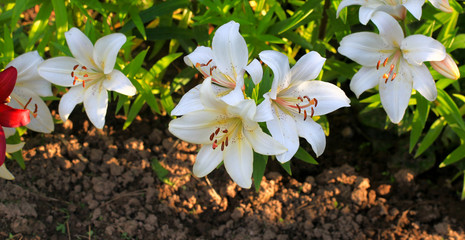 Flowering lily in the garden in the summer. Natural blurred background. At sunset.