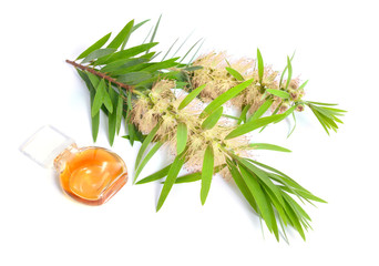 Fototapeta na wymiar Melaleuca tea tree essential oil with twig. Isolated on white 