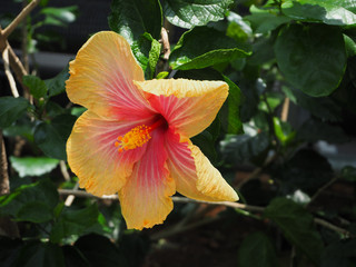 ハイビスカス