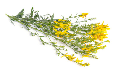 Genista tinctoria, dyer s greenweed or dyer's broom. Isolated on
