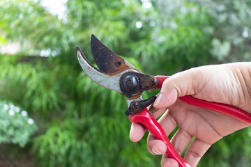 Scissors for cutting branches of tree with red handle in the hands of man