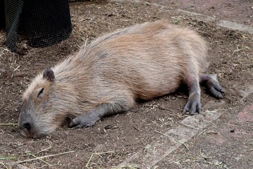Capybara sleeping
