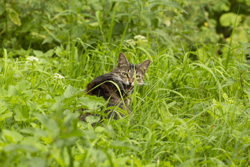 Domestic cat on a meadow. Cat catches a mouse. Tabby cat. Looking for a cat in a lens