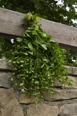 Drying melissa (Melissa officinalis). Hanging melissa. Preparation for Herbal Tea.