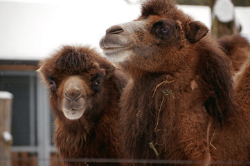 Fototapeta premium Portrait of two camels in the zoo
