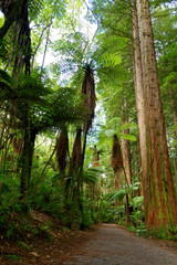 Redwood forest in Rotorua, New Zealand