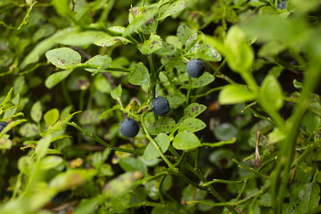 Ripe bilberry and leaves. Bilberry fruit. Bearing edible, nearly black berries. Blueberries in the woods. Fresh wild ripe blueberries (bilberry) in the forest. Pick blueberries (bilberry)