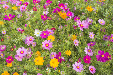 Cosmos Flowers in the Garden