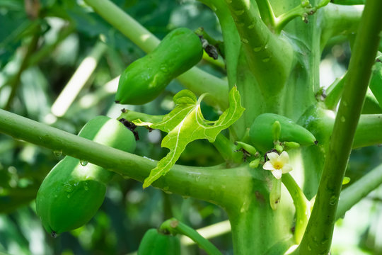 Papaya flower for health in gander.