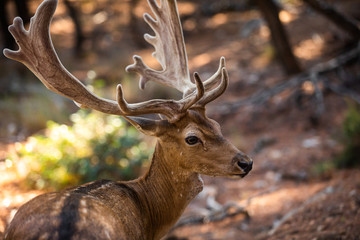 Wild deer male in the forest on the Moni island, Greece