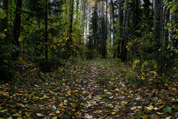Obraz premium Forest in an autumn day
