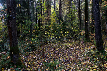 Obraz na płótnie Canvas Forest in an autumn day