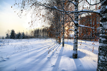 Birch in the snow on a Sunny winter