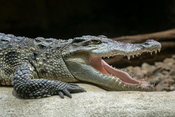 Siamese crocodile with open mouth (Crocodylus siamensis)
