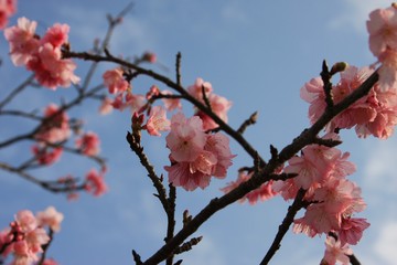 Cherry Blossom in sky