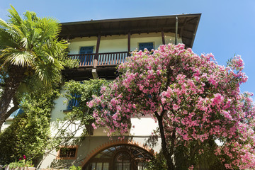 Fototapeta na wymiar Pink Oleander Tree in the Garden of Italian House.Beautiful Facade of a House in Italy