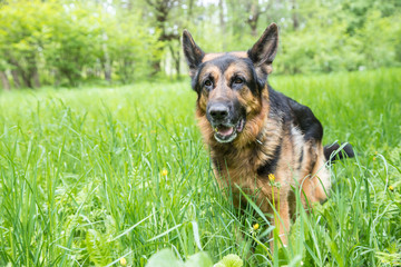 Dog German Shepherd on green grass